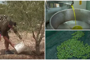 Dugotrajna su&scaron;a poharala maslinike u Dalmaciji: 'Cijena maslinovog ulja će rasti, to nije pitanje'