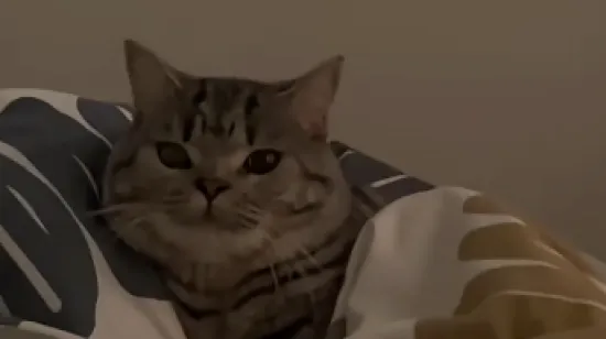 Ponedjeljkom ujutro se svi osjećamo kao ova mačka