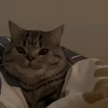 Ponedjeljkom ujutro se svi osjećamo kao ova mačka