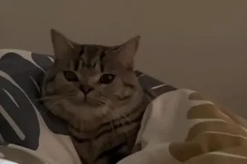 Ponedjeljkom ujutro se svi osjećamo kao ova mačka