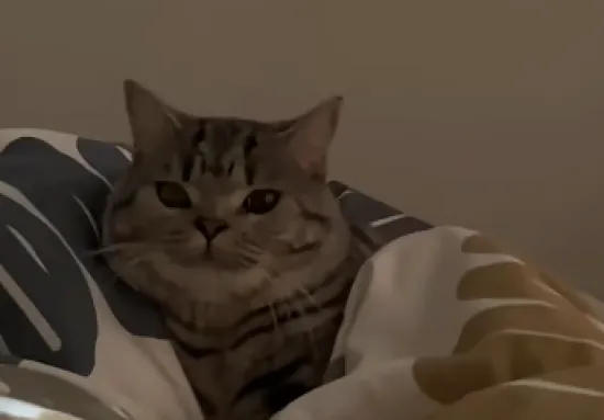Ponedjeljkom ujutro se svi osjećamo kao ova mačka